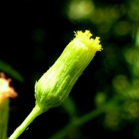 Pluchea paniculata (Willd.) Karthik. & Moorthy